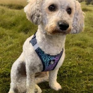 Reflective Harness Extra Extra Small