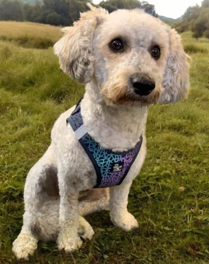Reflective Harness Extra Extra Small
